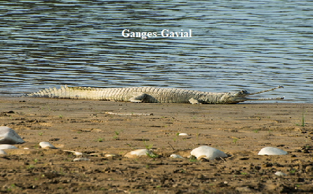 Gangesgavial1a