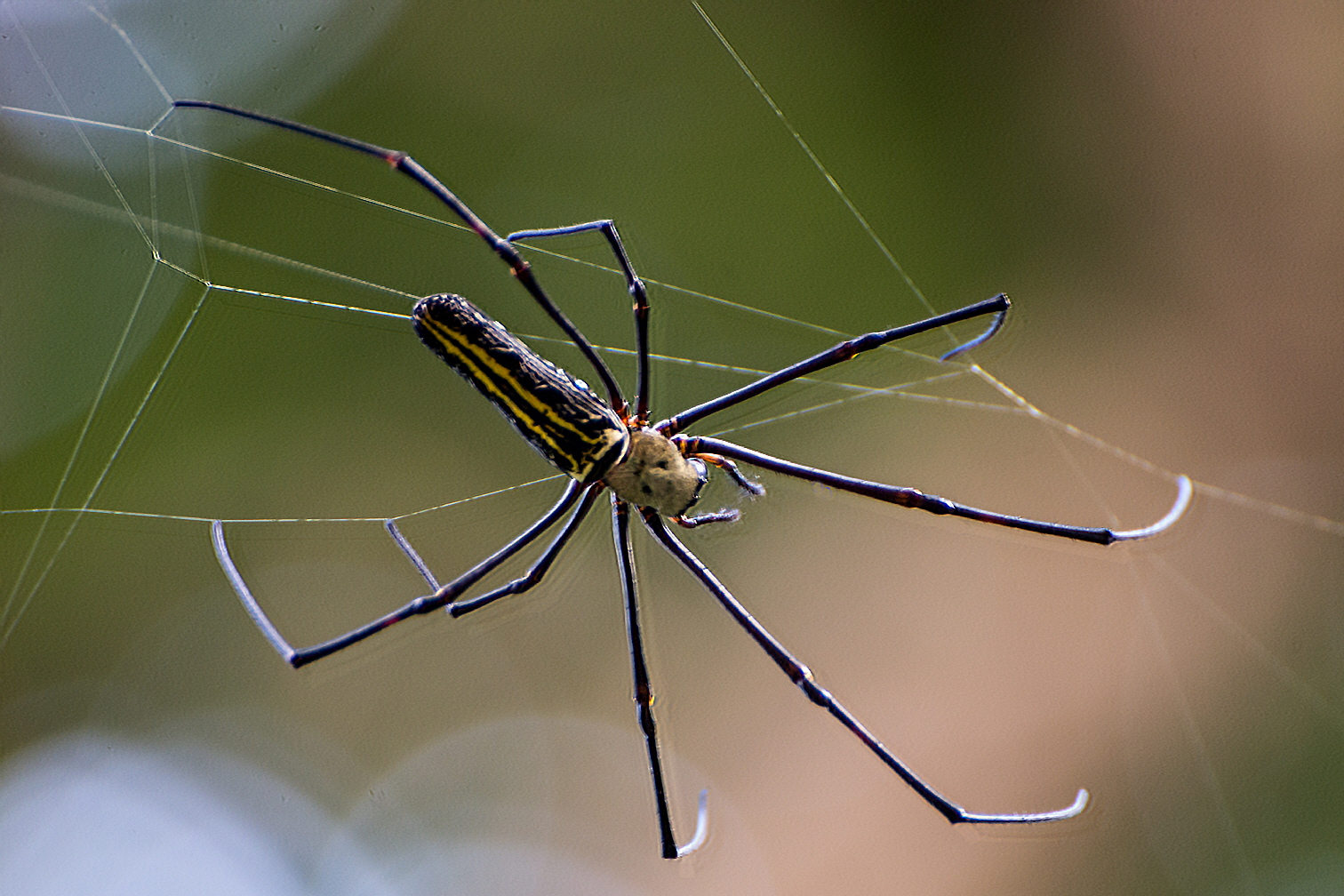 Spinne in Chitwan