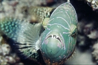 Prachtlippfisch