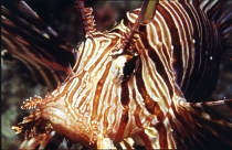 Rotfeuerfisch