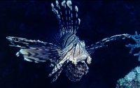 Rotfeuerfisch