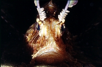 Rotfeuerfisch
