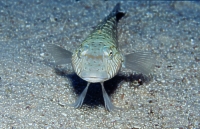 Sandbarsch