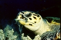 Yolanda Reef (Ras Mohammed)