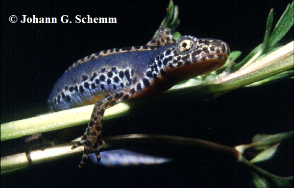 Bergmolch (Triturus alpestris)