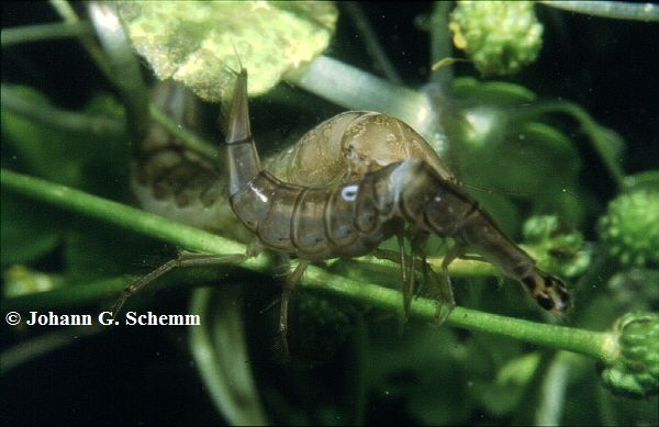 Dytiscus marginalis L.