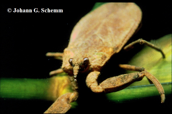 Wasserskorpion