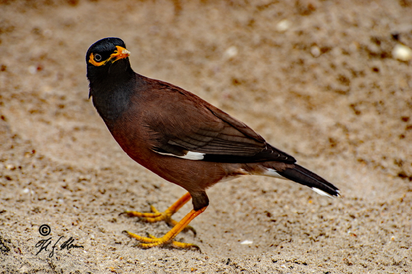 Hirtenmaina oder Hirtenstar (Acridotheres tristis)