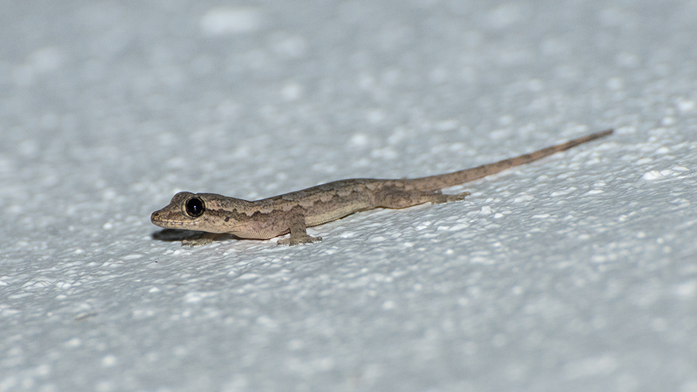 gecko