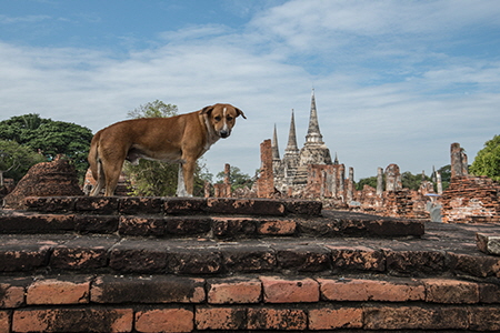 Wat phra sri sanphe