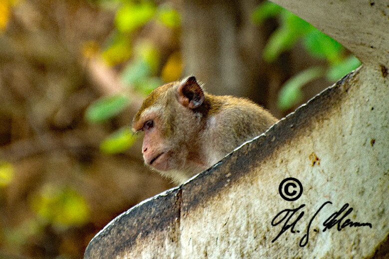 Affe in der Tempelanlage Phra Nakhon Khiri