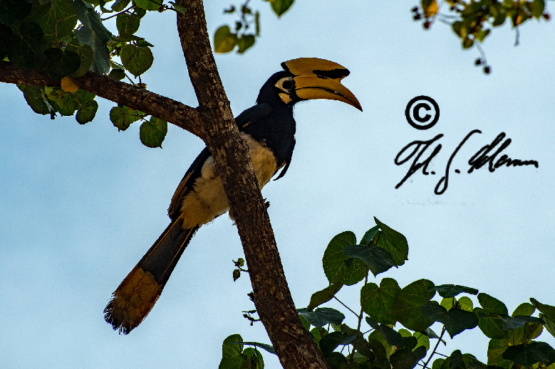 Nashornvogel auf Koh Yao Noi