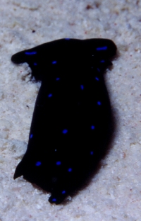 Wurm102