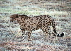 Gepard