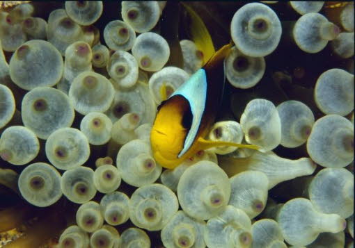 Anemonenfisch