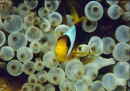 Anemonenfisch