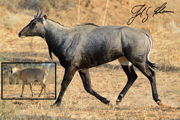 Nilgauantilope (Boselaphus tragocamelus)