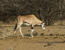 Oryx-Antilope im Awash-Nationalpark