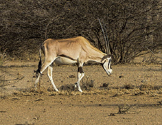 Oryx-Antilope im Awash-Nationalpark
