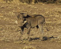 Warzenschwein