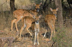 Axishirsche oder Chital (Axis axis)