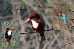 Braunliest (White-breasted Kingfisher - Halcyon smyrnensis)1