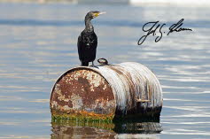 Braunwangenscharbe (Indian Cormorant, Phalacrocorax fuscicollis)