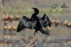 Braunwangenscharbe (Indian Cormorant, Phalacrocorax fuscicollis)2