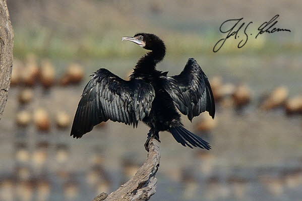 Braunwangenscharbe (Indian Cormorant, Phalacrocorax fuscicollis)2