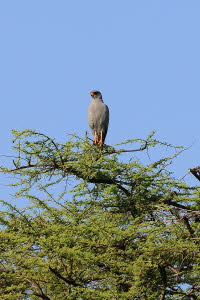 Bussard