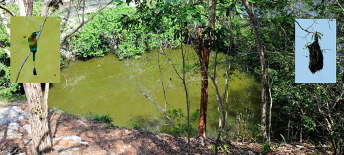 Cenote Sagrado (Chichn Itz) mit Webervogel und Nest