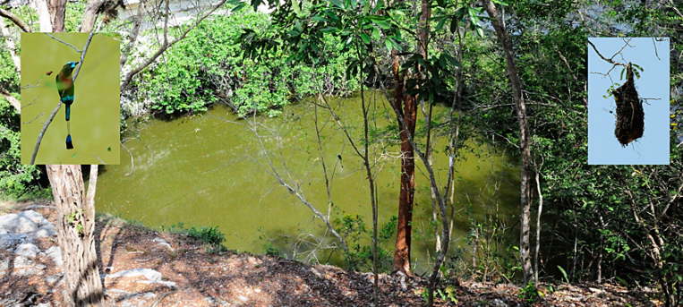Cenote Sagrado (Chichn Itz) mit Webervogel und Nest