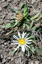 Cotopaxi-Vegetation