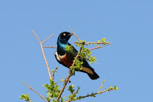 Dreifarbenglanzstar (Lamprotornis superbus)