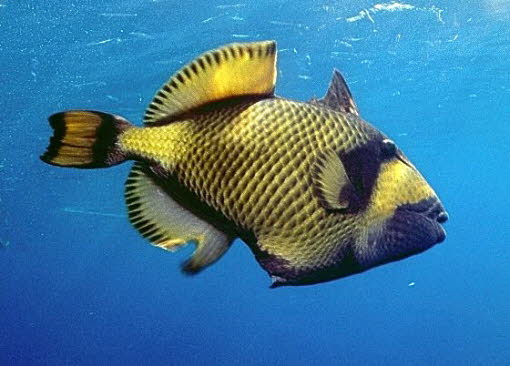 Drckerfisch