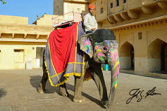 Asiatischer Elefant (Elephas maximus)
