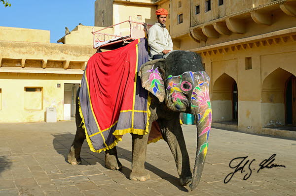 Asiatischer Elefant (Elephas maximus)