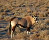 Oryx-Antilope  Spie�bock