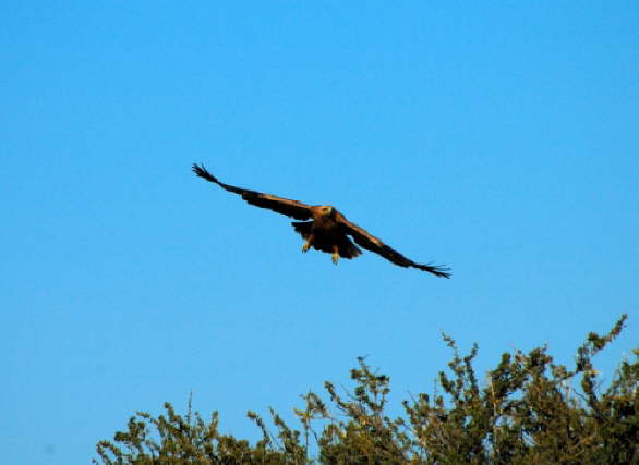 Raubvogel