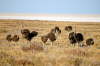 Etosha Strau�e