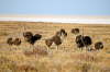 Etosha Straue