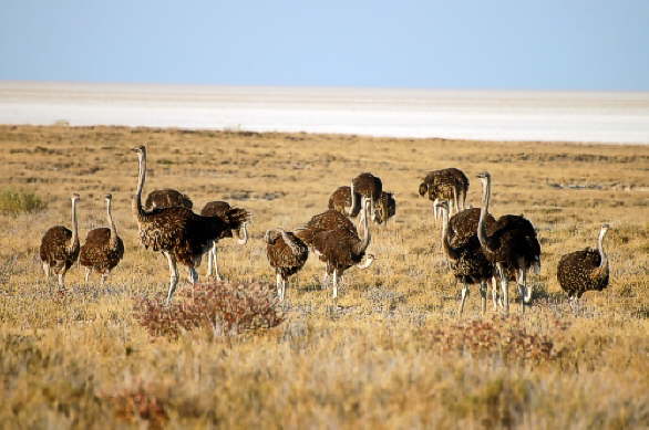 Etosha Straue