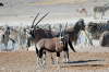 Zebras-Oryx