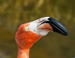 Flugunfhiger Flamingo