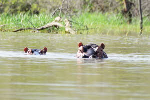 Flusspferd (Hippopotamus amphibius)