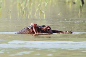 Flusspferd (Hippopotamus amphibius) 