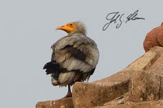 Geier