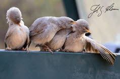 Gelbschnabeldrosslinge (Turdoides affinis)