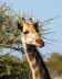 Etosha Giraffe