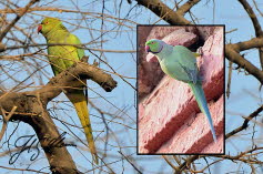 Halsbandsittig (Rose-Ringed Parakeet)
